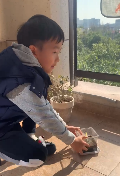 Sunflower Planting Experiment (Day 1)